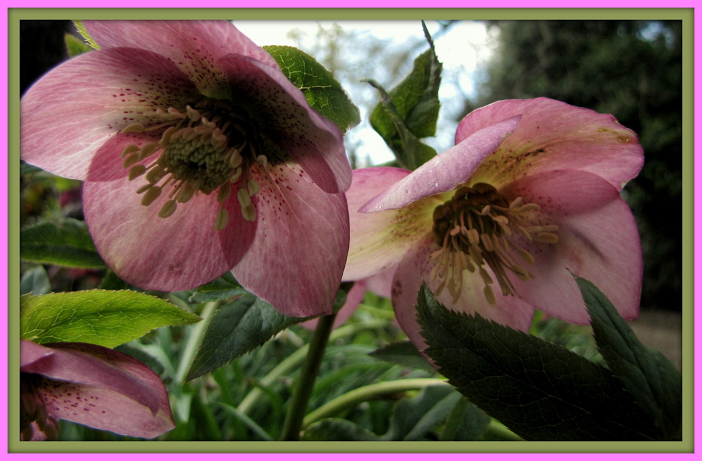 Hellebores  by busylady
