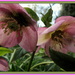 Hellebores  by busylady