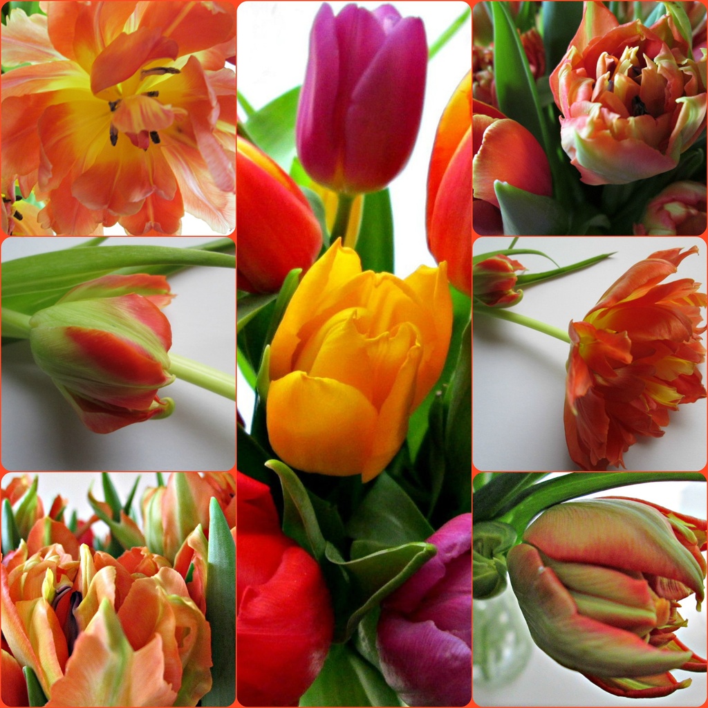 March tulips in April  by quietpurplehaze