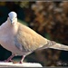 Ring Neck Dove  by tonygig