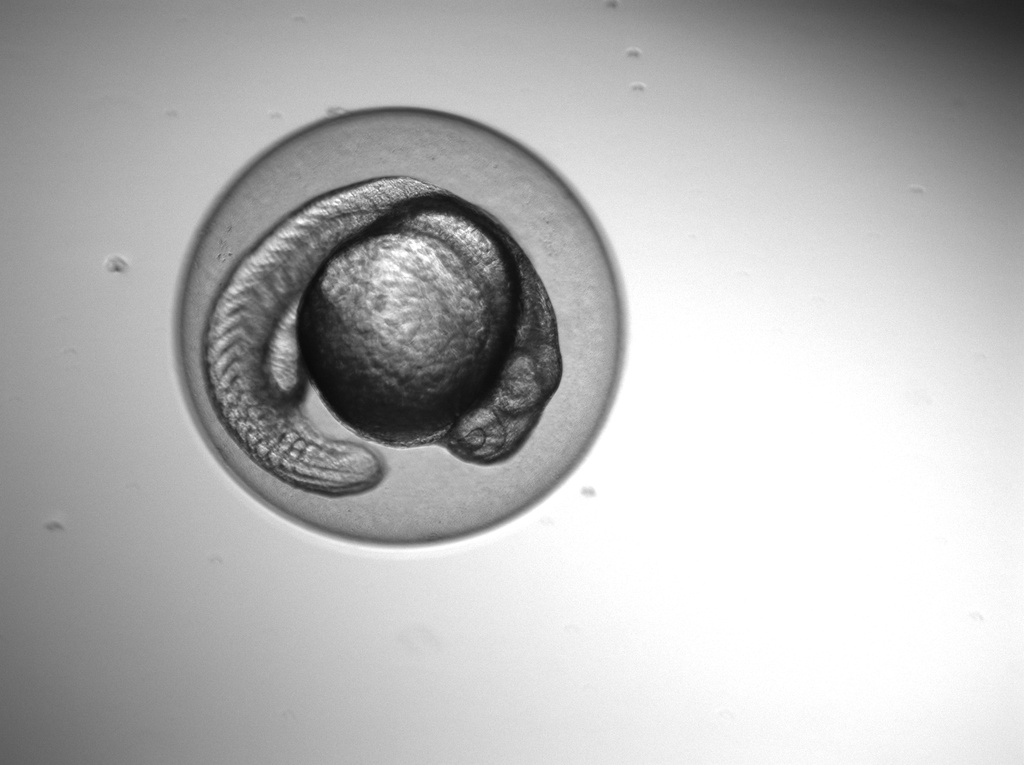 zebrafish embryos by belucha