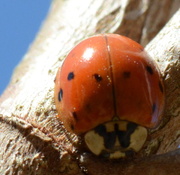 3rd Apr 2013 - Ladybug in a tree