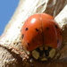 Ladybug in a tree by kathyladley