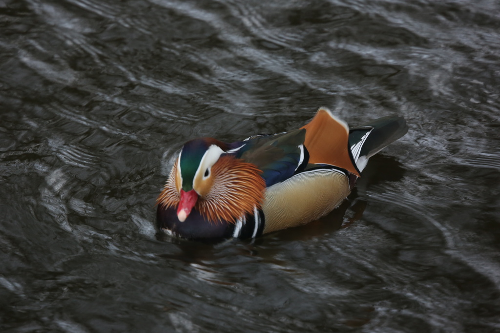 Mandarin duck by padlock