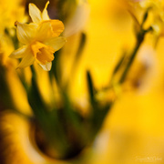 3rd Apr 2013 - Daffodil
