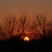 Branched sunset by nicoleterheide
