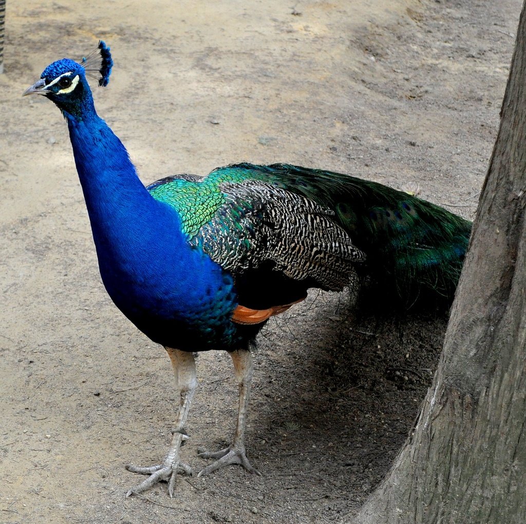Peacock  by philbacon