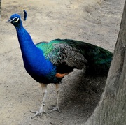 28th Mar 2013 - Peacock 
