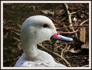 3rd Apr 2013 - Little white duck