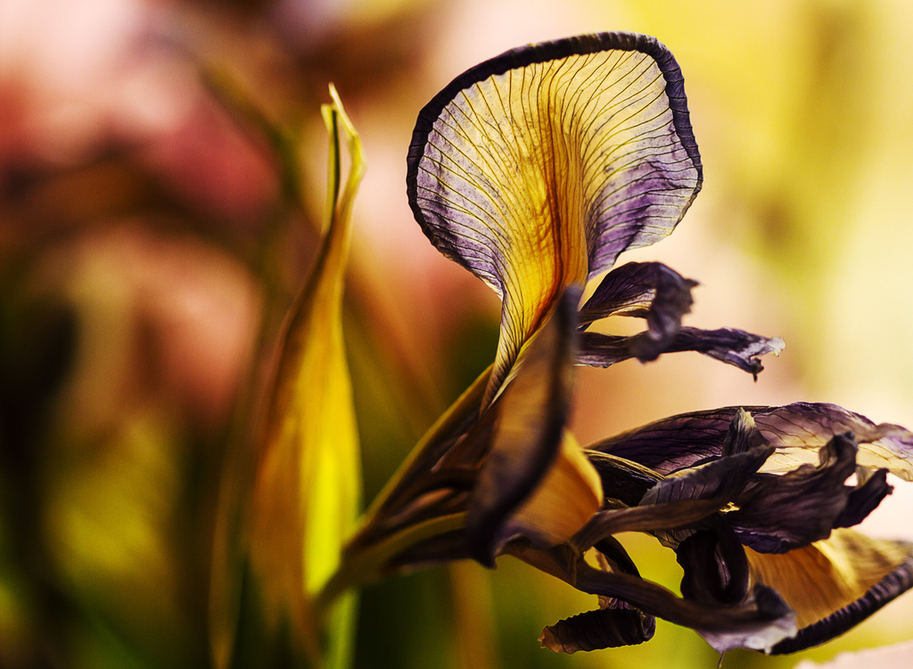 iris by jantan