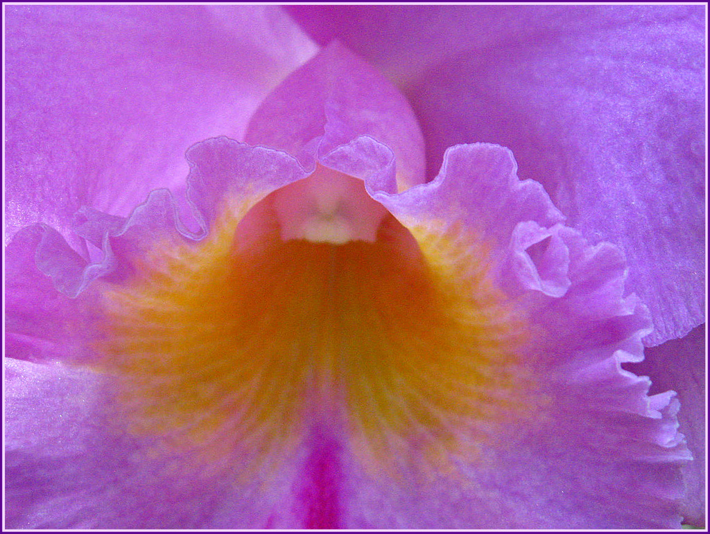 Orchid Blossom by olivetreeann