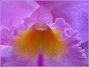 31st Mar 2013 - Orchid Blossom