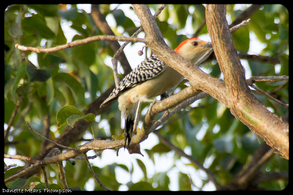 Red-bellied Woodpecker by danette