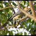 Red-bellied Woodpecker by danette