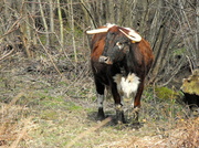 4th Apr 2013 - Long Horned cattle...