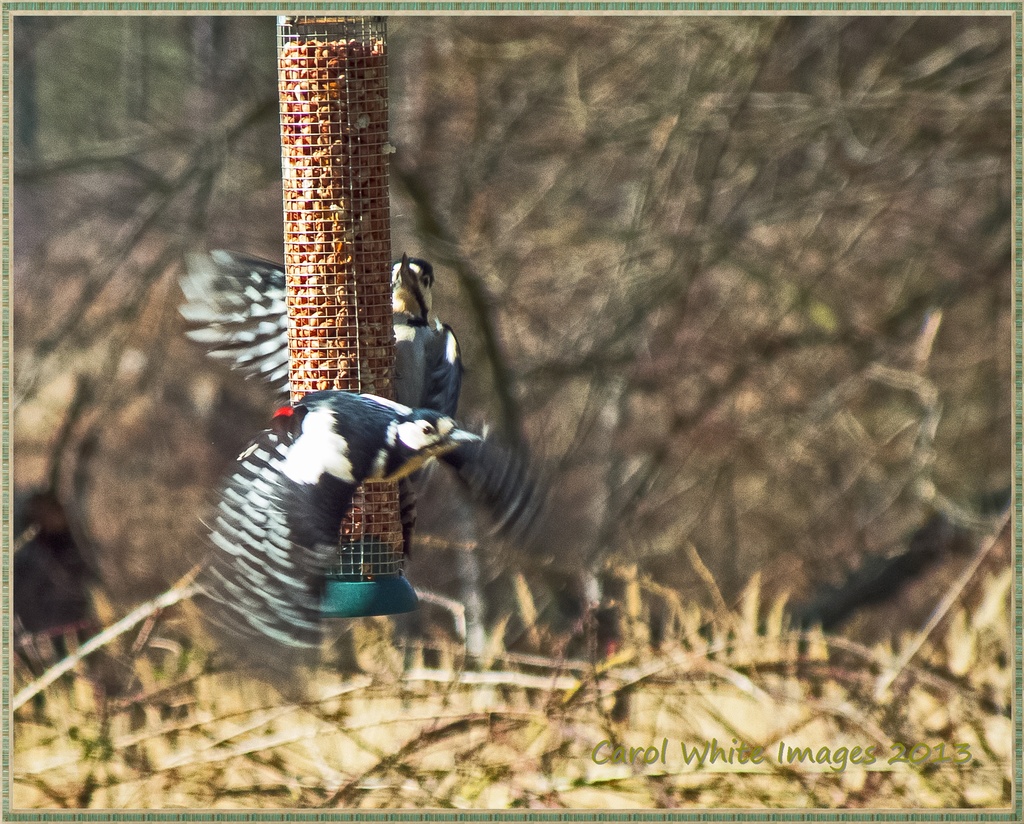 Photobombing Woodpecker! by carolmw