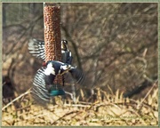 4th Apr 2013 - Photobombing Woodpecker!