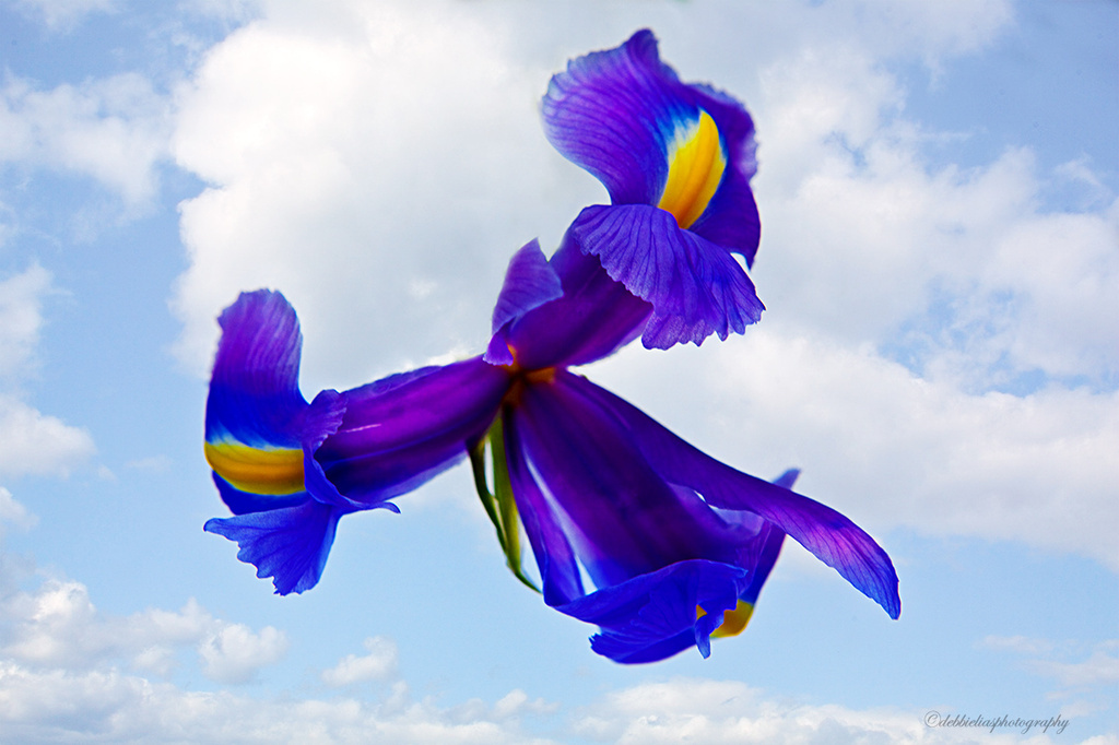 3.4.13 Heavenly Iris by stoat