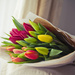 Day 093 - Tulips For Stacey by stevecameras