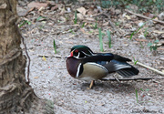 4th Apr 2013 - wood duck