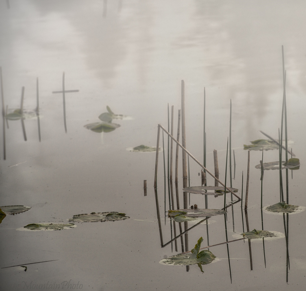 Foggy Lily Pads and Reeds  by jgpittenger