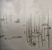 4th Apr 2013 - Foggy Lily Pads and Reeds 