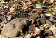 3rd Apr 2013 - Pocket Gopher Popping Up