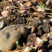 Pocket Gopher Popping Up by houser934
