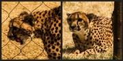 4th Apr 2013 - Cheetah Diptych