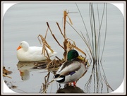 4th Apr 2013 - Priory ducks