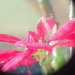 Flowers through a telephoto by petaqui