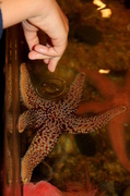 4th Apr 2013 - Starfish