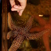 Starfish by tara11