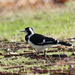 Magpie lark by goosemanning