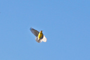 4th Apr 2013 - Meadowlark in Flight