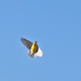 Meadowlark in Flight by kareenking
