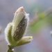 Soft Magnolia Bud by jankoos