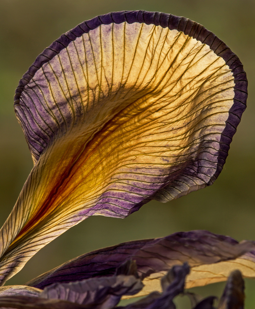 dead iris detail by jantan