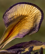 4th Apr 2013 - dead iris detail