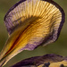 dead iris detail by jantan