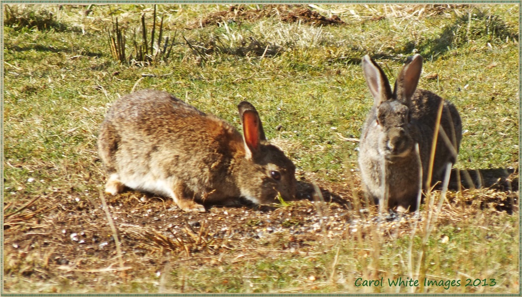 Wild Rabbits by carolmw