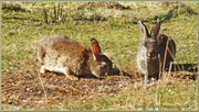 5th Apr 2013 - Wild Rabbits