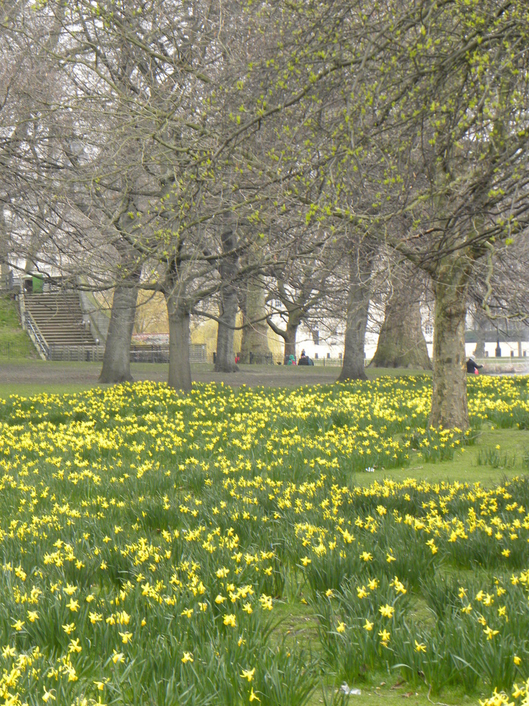 Spring in St James's Park by oldjosh