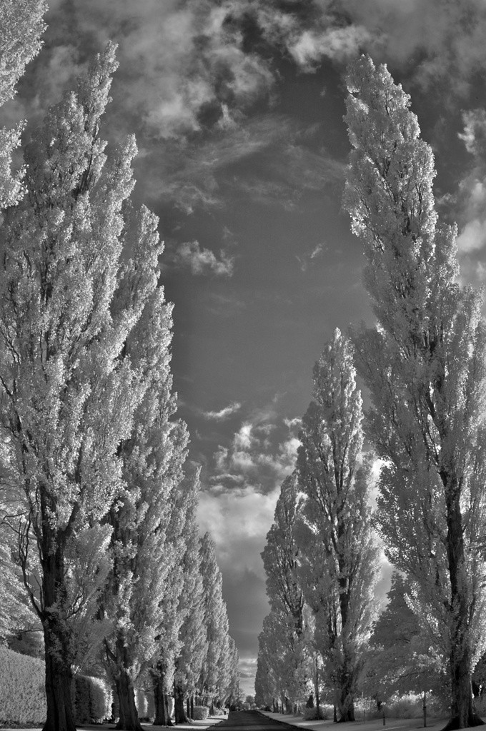 Lombardy Poplars  by jocasta