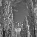 Lombardy Poplars  by jocasta