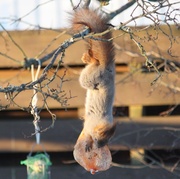 2nd Mar 2013 - Squirrel (Sciurus vulgaris) - Orava, Europeisk ekorre IMG_2375