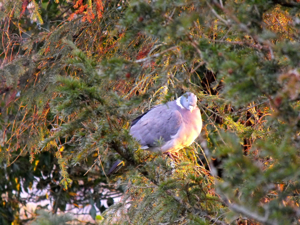 A Pigeon in the Fir tree...  by snowy