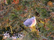 5th Apr 2013 - A Pigeon in the Fir tree... 