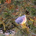 A Pigeon in the Fir tree...  by snowy
