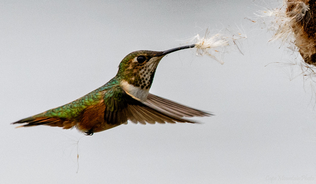 Hummingbird 2 by jgpittenger